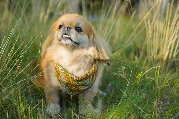 Lindo Bonito Perro Pekinés Dorado —  Fotos de Stock