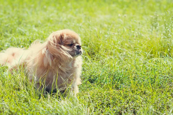 Adorable Perro Pekinés Aire Libre —  Fotos de Stock