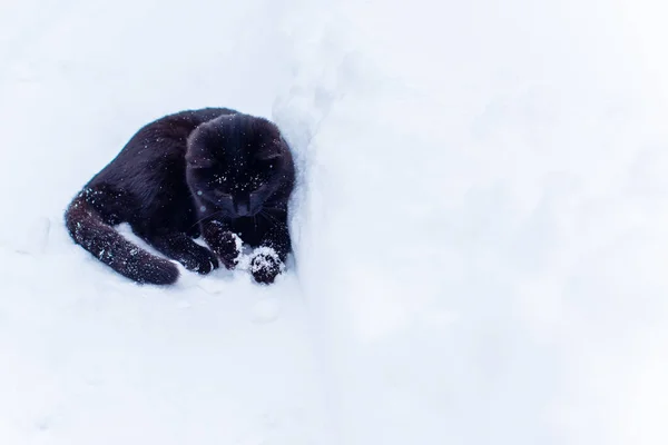 Schwarze Katze Spaziergang Jäger Katze Haustier Lebensstil — Stockfoto