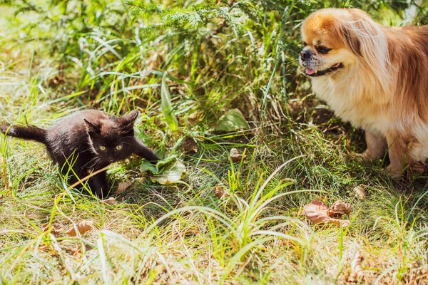 Golden Pekingese Dog Playing Black Cat Yard Pets Concept — стоковое фото