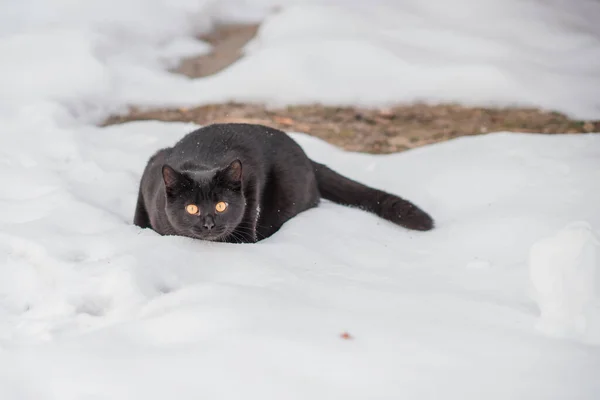 Кошачья Походка Охотничья Кошка Образ Жизни Домашних Животных — стоковое фото