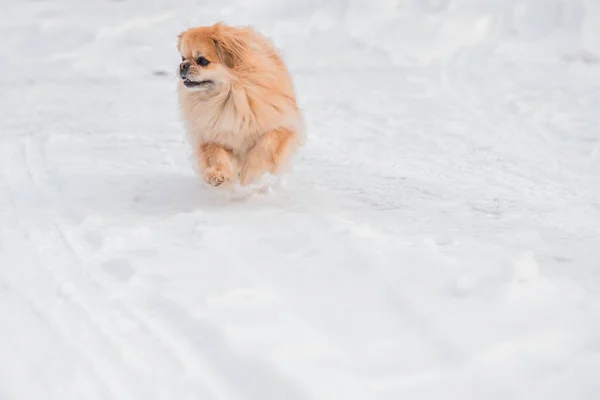 Bedårande Pekingese Hund Utomhus — Stockfoto