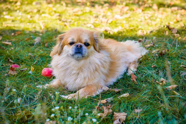Милая Молодая Золотая Пекинская Собака Концепция Домашних Животных — стоковое фото