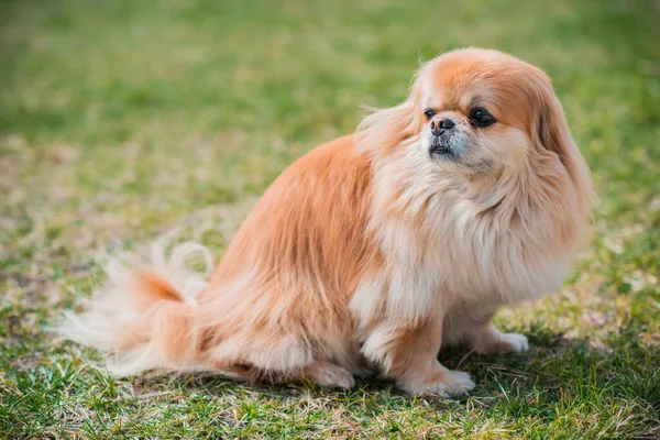 Bedårande Pekingese Hund Utomhus — Stockfoto