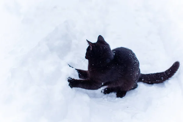 Zwarte Kat Lopen Jager Kat Huisdier Levensstijl — Stockfoto