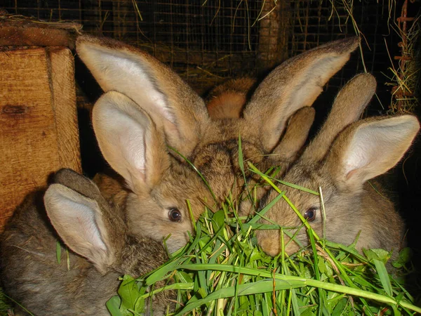 Rabbits Domestic Village Farm — Stock Photo, Image