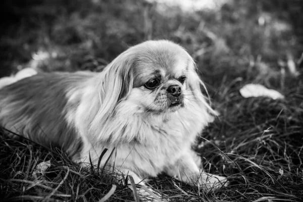 Tatlı Pekin Köpeği Dışarıda — Stok fotoğraf