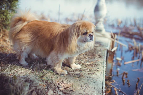 Adorable Chien Pékinois Plein Air — Photo