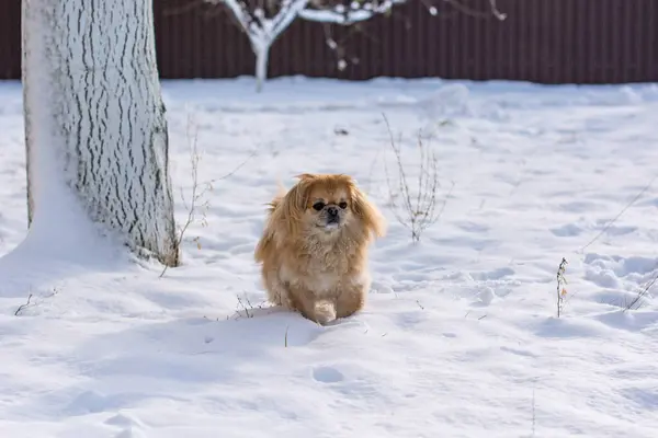 Rode Senior Pekingese Hond Een Wandeling Natuur — Stockfoto