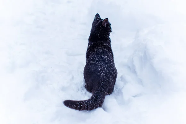 Schattig Zwart Kat Spelen Buiten — Stockfoto