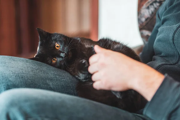 Chat Noir Drôle Jouant Maison Vie Des Animaux Domestiques — Photo