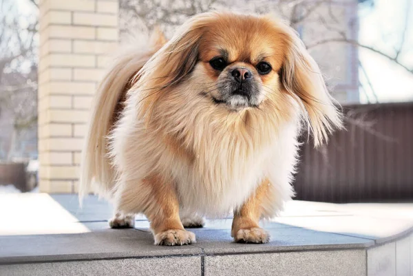 Söt Och Fin Gyllene Pekingese Hund — Stockfoto