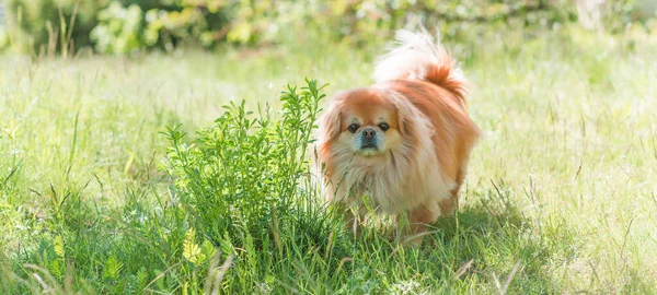 Cão Pekingese Dourado Bonito Agradável Parque — Fotografia de Stock