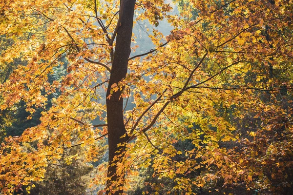 Красивая Осенняя Лесная Сцена — стоковое фото