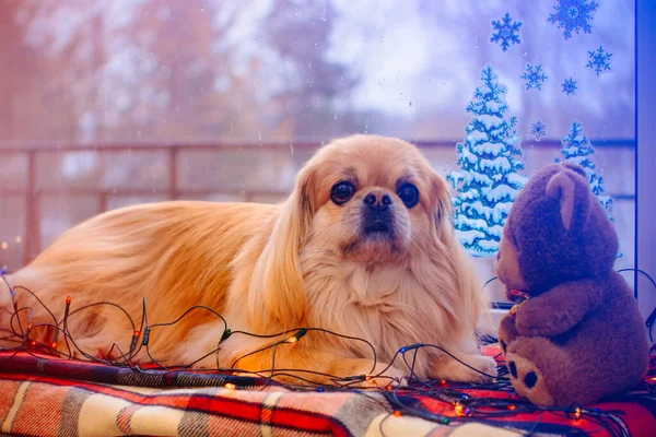 Netter Und Schöner Goldener Pekinese Hund — Stockfoto