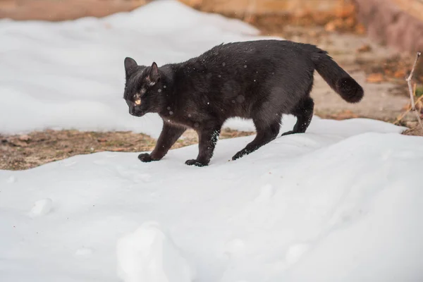 Black cat walk, hunter cat , pet lifestyle