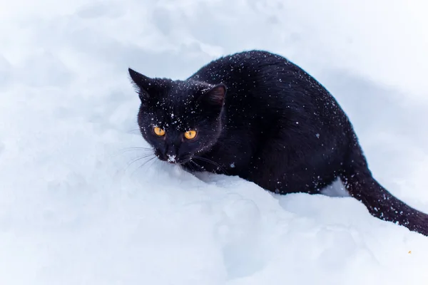 Passeggiata Del Gatto Nero Gatto Cacciatore Stile Vita Animale Domestico — Foto Stock