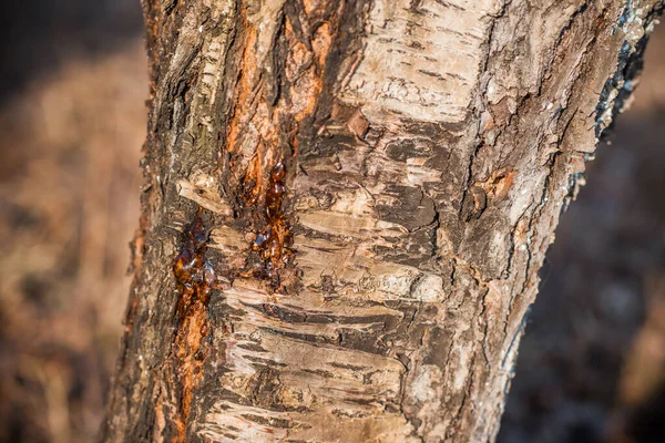 Ağaç Gövdesi Yakın Çekim Dokusu — Stok fotoğraf