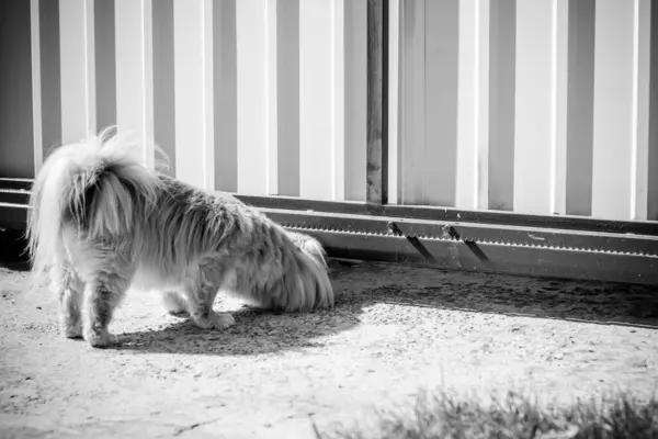 Cão Pekingese Adorável Livre — Fotografia de Stock