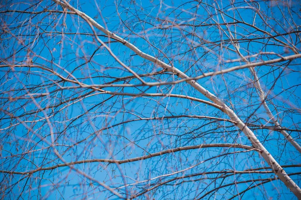 Branches Spring Tree Close View — Stock Photo, Image