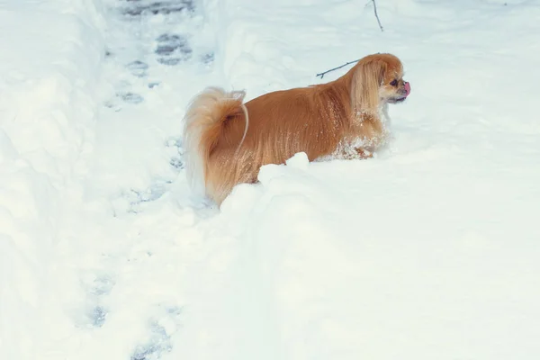 Schattige Pekingese Hond Buiten — Stockfoto