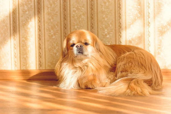 Cão Pekingese Dourado Bonito Agradável — Fotografia de Stock