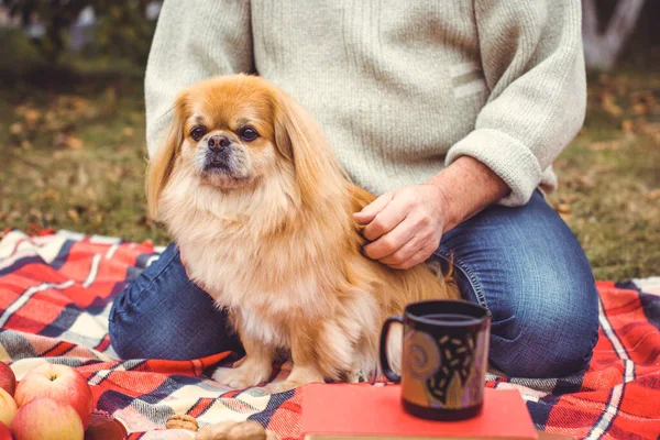 Lindo Bonito Perro Pekinés Dorado — Foto de Stock