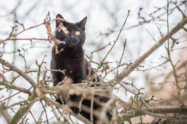 Black Cat Walk Hunter Cat Pet Lifestyle — Stock Photo, Image
