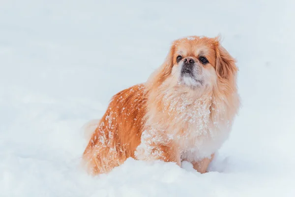 Adorabil Câine Pekingese Aer Liber — Fotografie, imagine de stoc