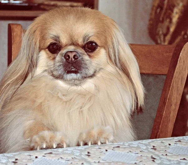 Cão Pekingese Dourado Bonito Agradável — Fotografia de Stock