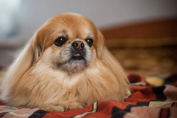 Bonito Jovem Dourado Cachorro Pekingese Casa — Fotografia de Stock