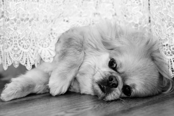 Netter Und Schöner Goldener Pekinese Hund — Stockfoto