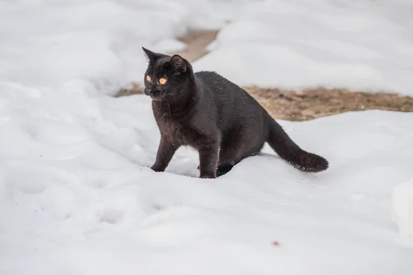 Passeggiata Del Gatto Nero Gatto Cacciatore Stile Vita Animale Domestico — Foto Stock