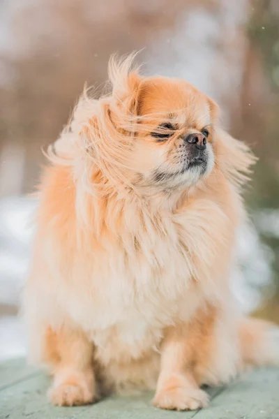 Bedårande Pekingese Hund Utomhus — Stockfoto