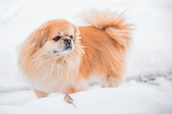 Uroczy Pies Pekiński Świeżym Powietrzu — Zdjęcie stockowe