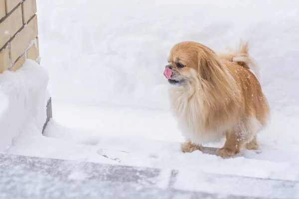 Schattige Pekingese Hond Buiten — Stockfoto