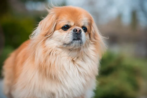 Adorable Perro Pekinés Aire Libre —  Fotos de Stock