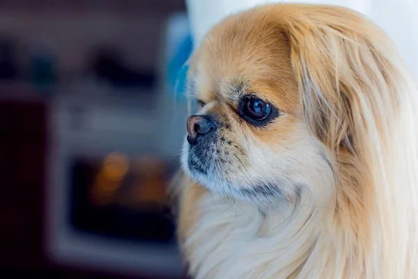 かわいいと素敵な黄金のピーキング犬 — ストック写真