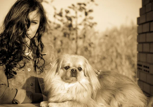 Paseo Una Joven Con Perro Atardecer Pequeño Perro Sentarse Con — Foto de Stock