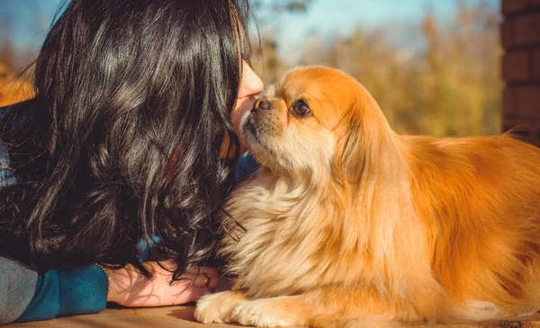 Gün Batımında Köpekli Genç Bir Kadının Yürüyüşü Küçük Köpek Ciddi — Stok fotoğraf