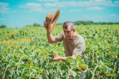 Sahada olgun bir adam, yaşam tarzı daha yaşlı adamlar. Ayçiçeği tarlasında yaşlı bir adam, çayır çiftçisi.