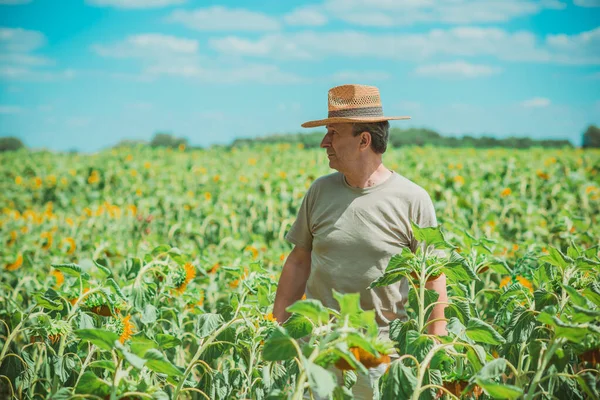 Mature Man Field Lifestyle Older Men Older Senior Man Sunflowers — Stock Photo, Image