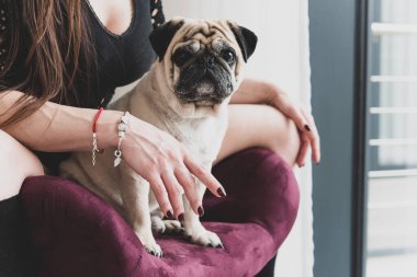 Pug Dog 'un komik yüzü. Evcil köpekleri evde oynuyor. Evcil hayvan hayatı, en iyi arkadaş konsepti.