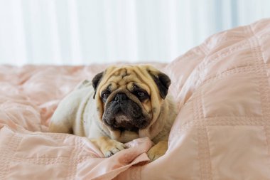 Pug Dog 'un komik yüzü. Evcil köpekleri evde oynuyor. Evcil hayvan hayatı, en iyi arkadaş konsepti.