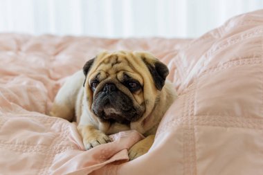 Pug Dog 'un komik yüzü. Evcil köpekleri evde oynuyor. Evcil hayvan hayatı, en iyi arkadaş konsepti.