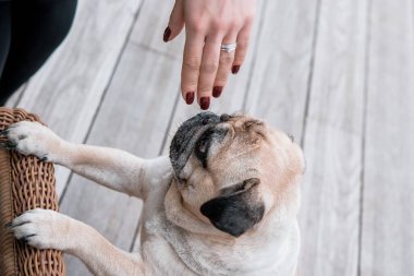 Pug Dog 'un komik yüzü. Evcil köpekleri evde oynuyor. Evcil hayvan hayatı, en iyi arkadaş konsepti.