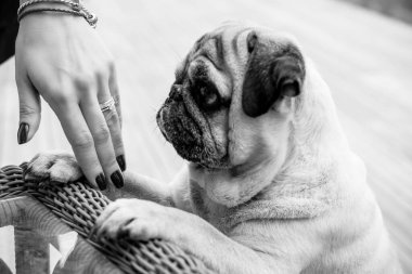 Pug Dog 'un komik yüzü. Evcil köpekleri evde oynuyor. Evcil hayvan hayatı, en iyi arkadaş konsepti.