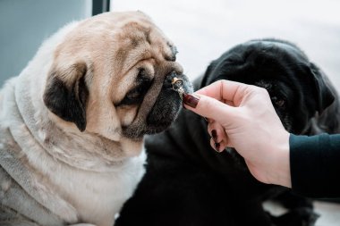 Pug Dog 'un komik yüzü. Evcil köpekleri evde oynuyor. Evcil hayvan hayatı, en iyi arkadaş konsepti.