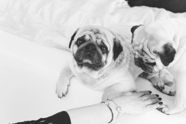 Evde sevimli köpekli hoş bir kadın var. Evcil hayvan evlat edinme, evcil hayvan hayatı. Pug taşıyan dişi, hayvanlar sağlıklı mutlu köpek yavrusu