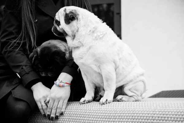 Lustiges Gesicht Eines Mops Möpse Spielen Hause Das Leben Der — Stockfoto